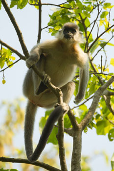 langur